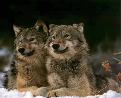 Two wolves